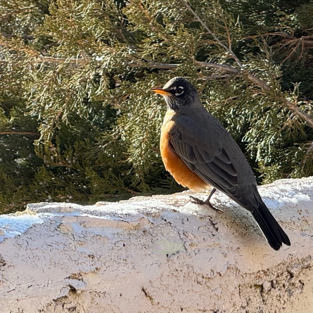 red breasted robin bird standing on a stucco wall, looking back at the camera