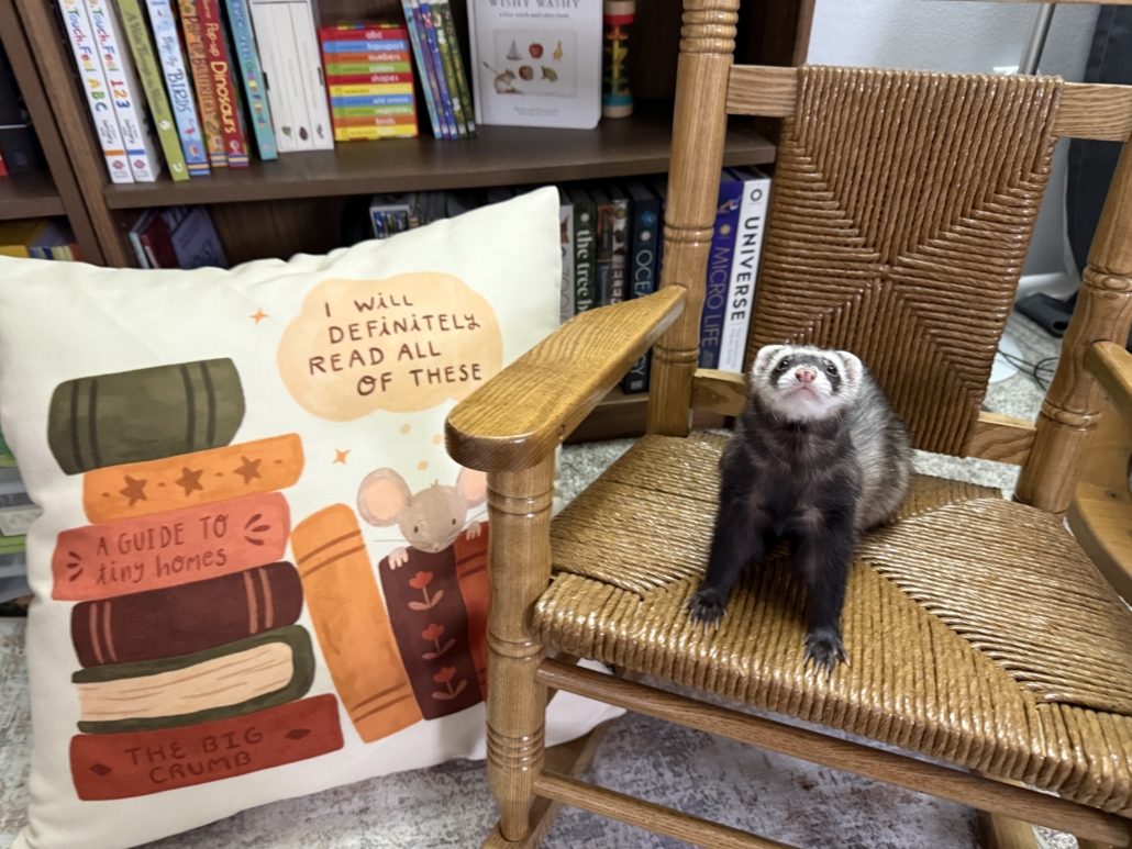 sable ferret on rocking chair by book shelves