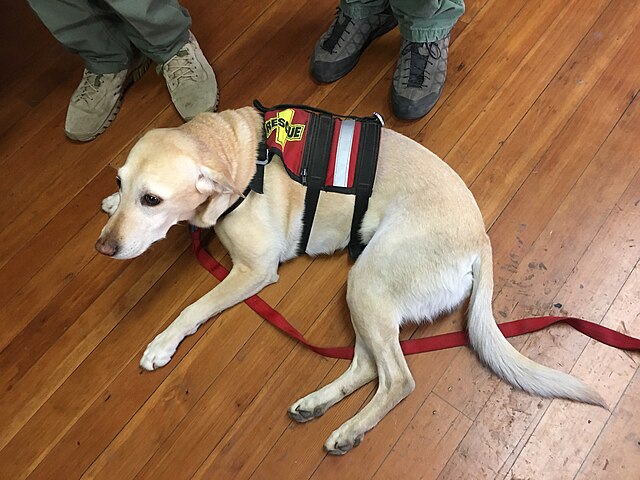Golden search and rescue dog resting on the floor.
