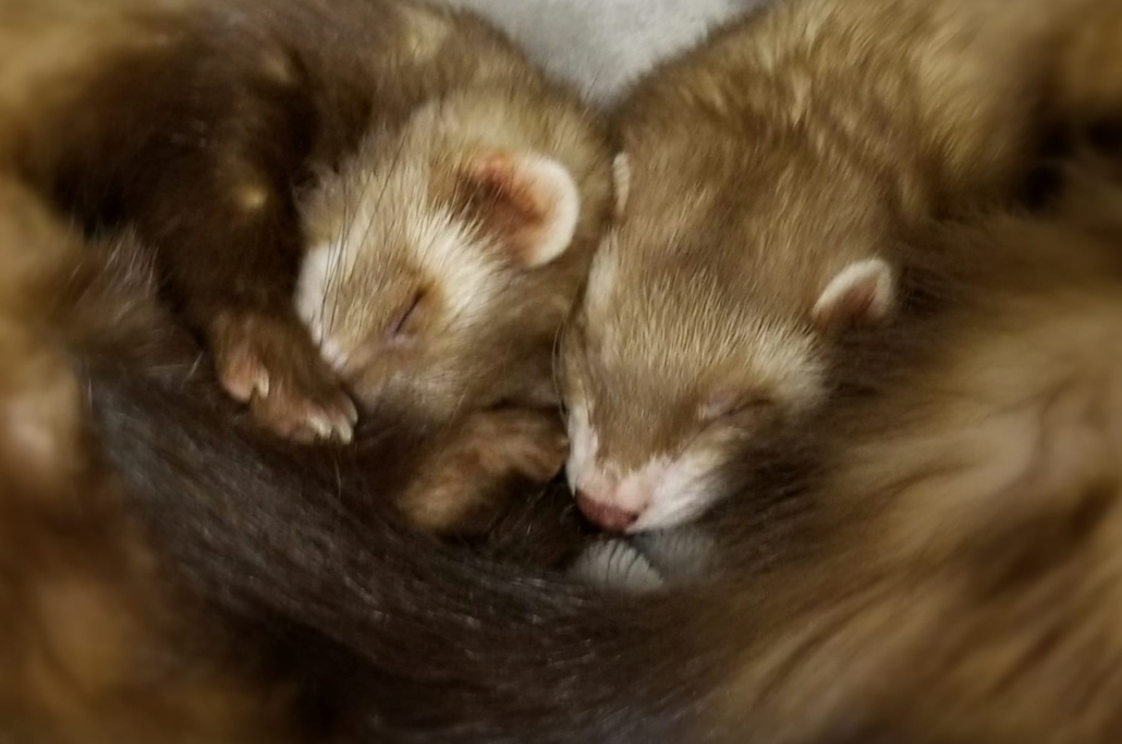 Two brown ferrets sleeping