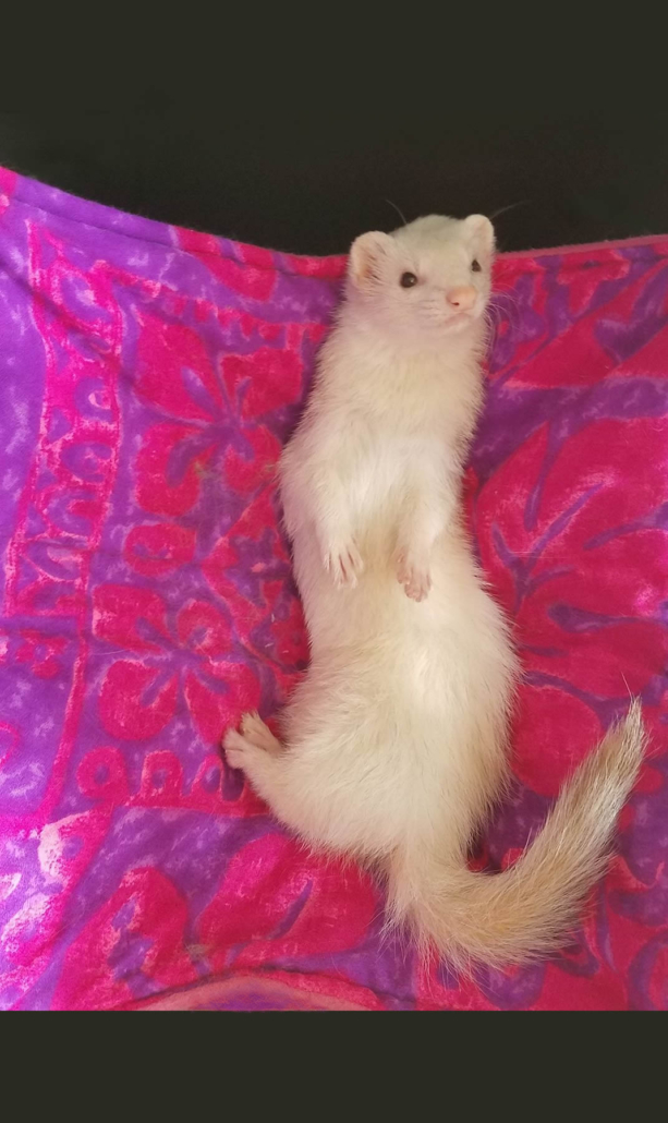 A white ferret laying on her back on a pink hammock. 