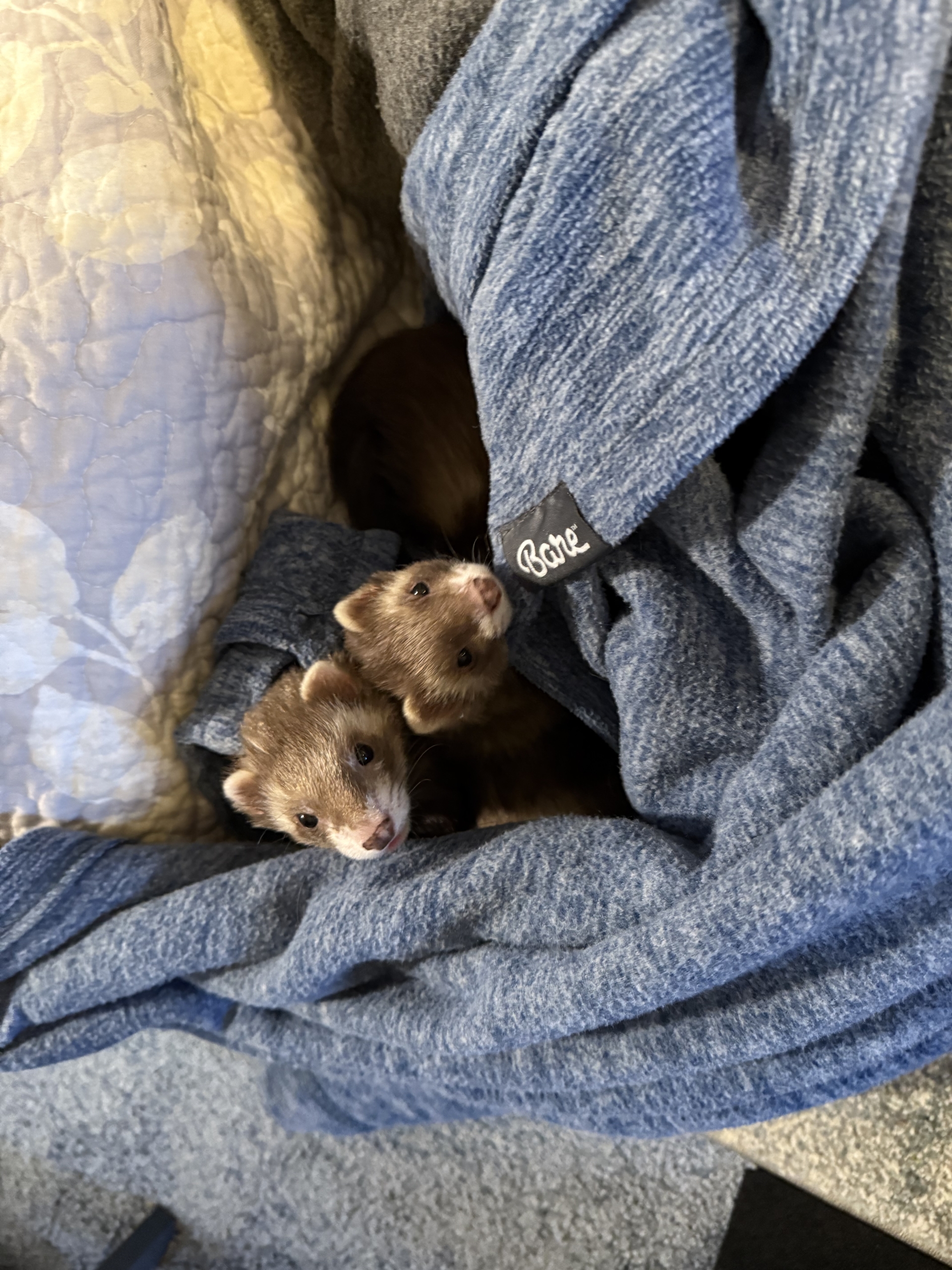 Two small ferrets in bedding laundry