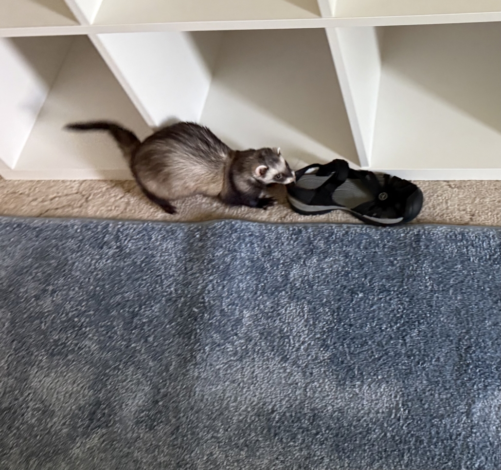 Sable ferret with end of a black sandal in her mouth, dragging it to the left. Her tail is curled in a hook, pointing the direction she is moving.