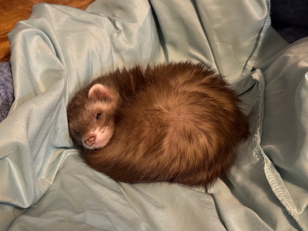 Brown ferret curled into a ball to sleep on a pillowcase. 