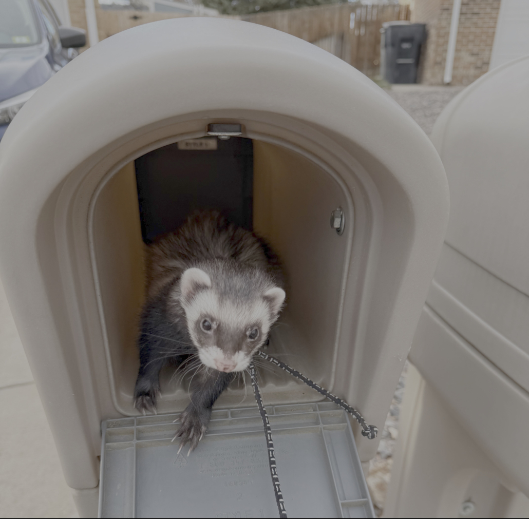 Sable ferret with a white mask inside of a mailbox.