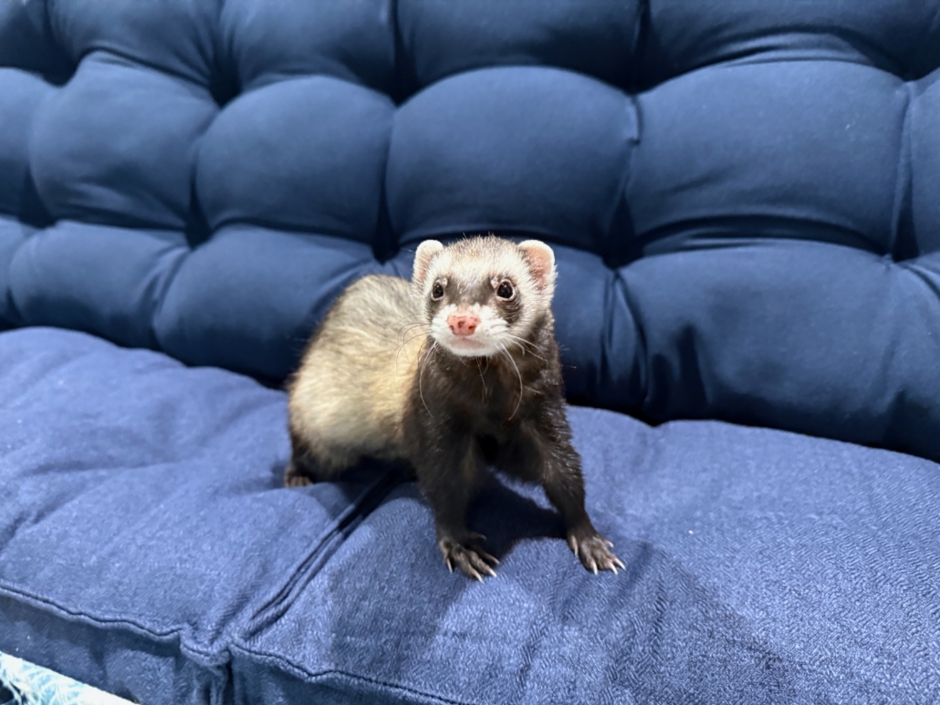 Sable ferret on blue cushion