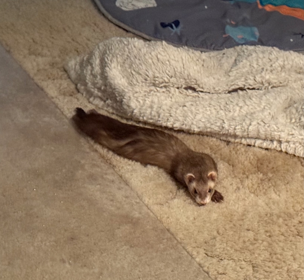 Light brown and with ferret stretched out on the floor