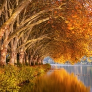autumn