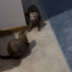 Two ferrets facing each other.