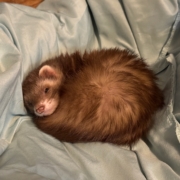 Brown ferret curled into a ball to sleep on a pillowcase.