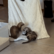 Two ferrets enjoying a ride on a blanket