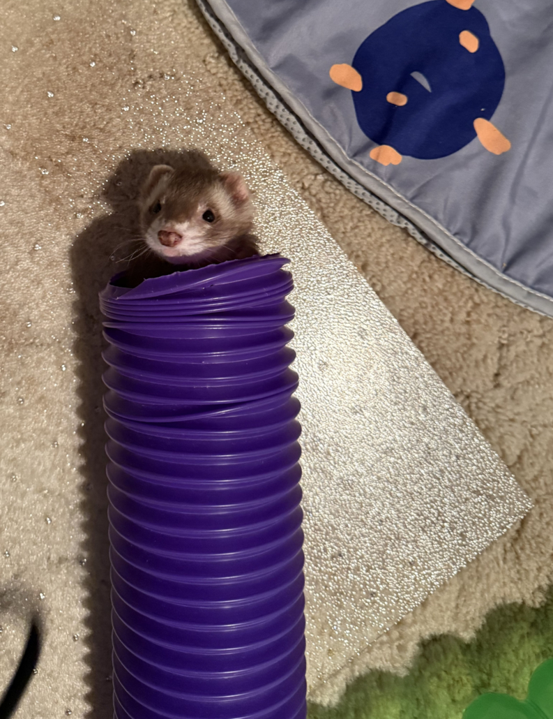Brown ferret with white bask in a purple tube, with her head sticking out, looking up at the camera.