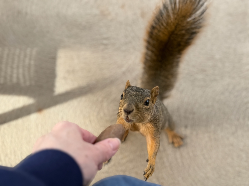 Squirrel reaching for a pecan.